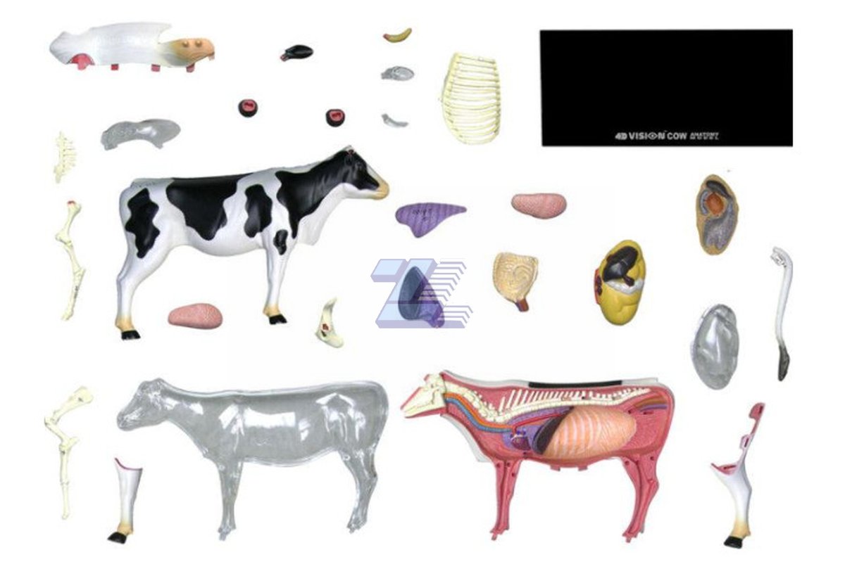 Modelo de anatomía de vaca - Imagen 3