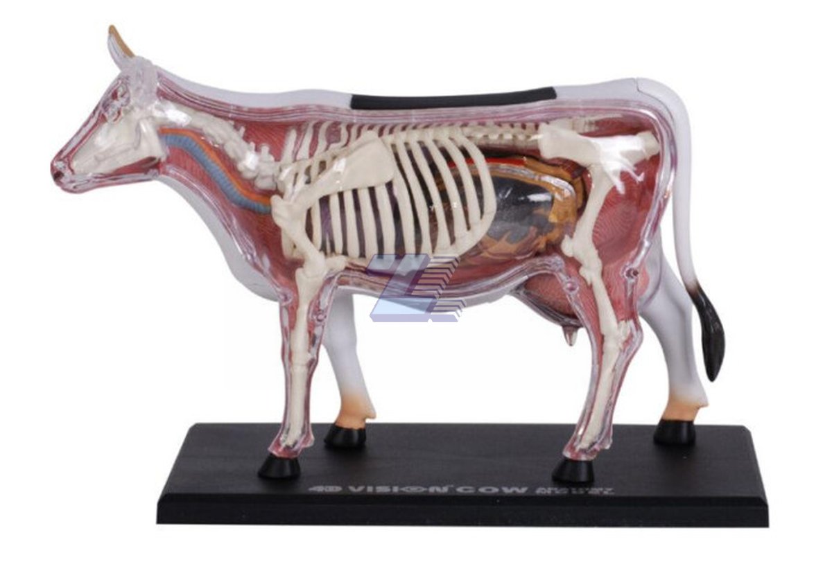 Modelo de anatomía de vaca - Imagen 4