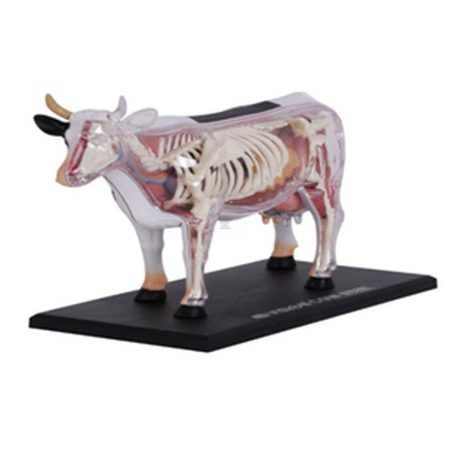 Modelo de anatomía de vaca