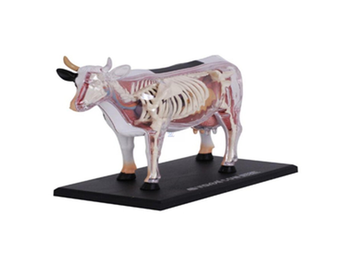 Modelo de anatomía de vaca