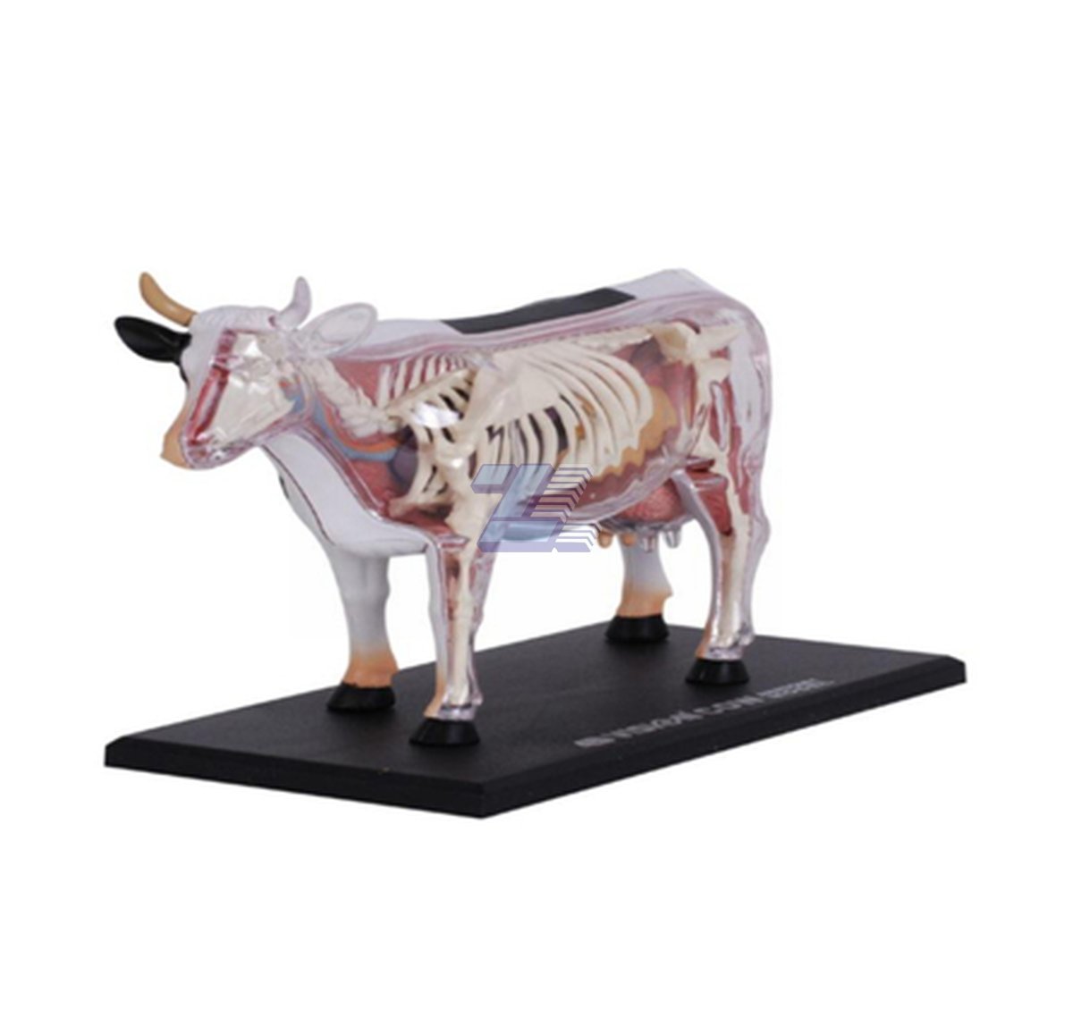 Modelo de anatomía de vaca