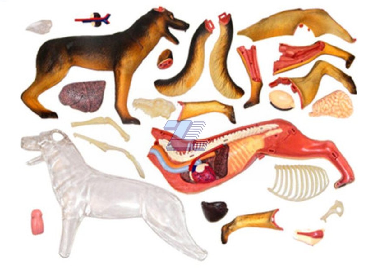 Modelo de anatomía perro raza pastor alemán - Imagen 2