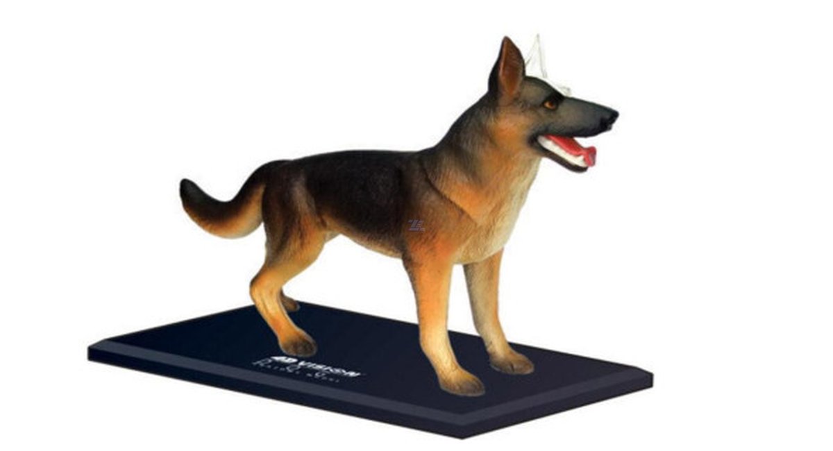 Modelo de anatomía perro raza pastor alemán - Imagen 3