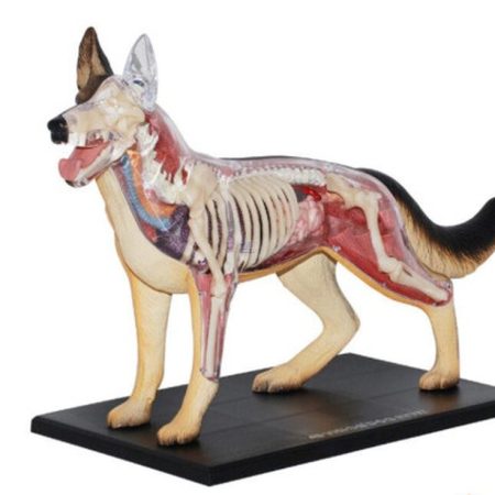 Modelo de anatomía perro raza pastor alemán