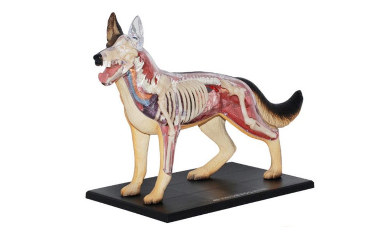 Modelo de anatomía perro raza pastor alemán