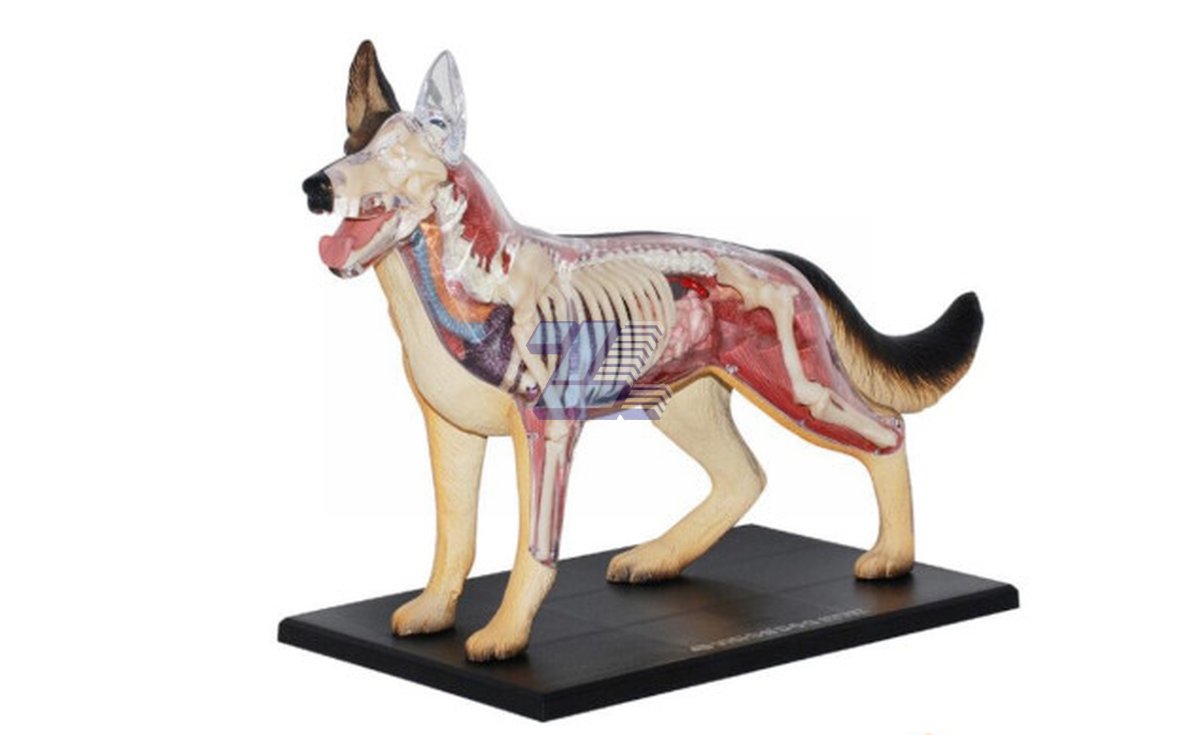 Modelo de anatomía perro raza pastor alemán