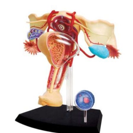 Modelo de tamaño natural del sistema reproductor femenino