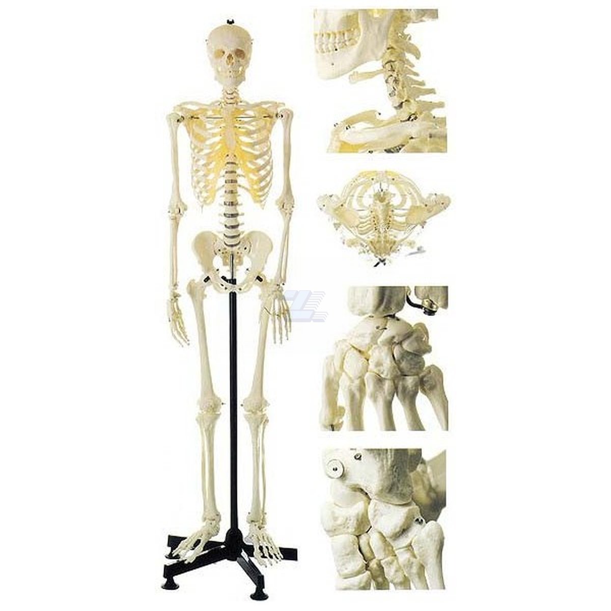 Esqueleto humano - Imagen 2