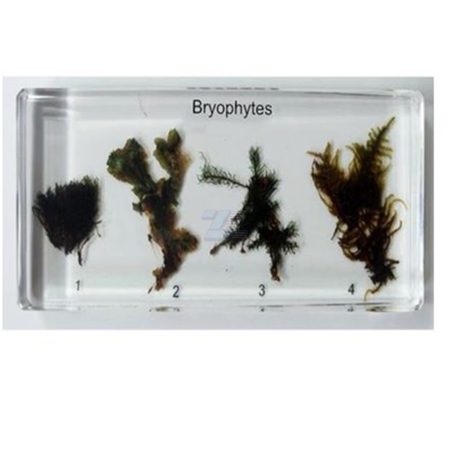 Briofitas
