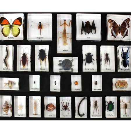 KIT Reino animal (I)