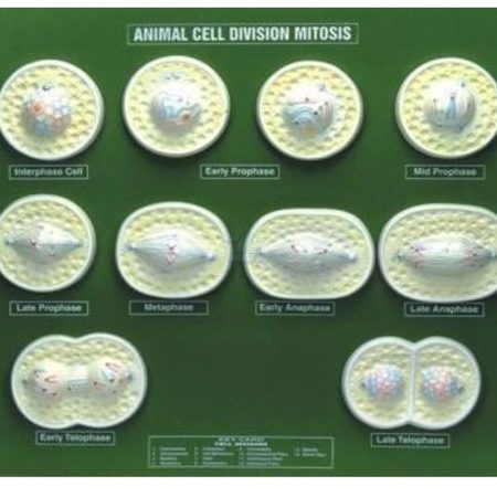 Modelo de mitosis