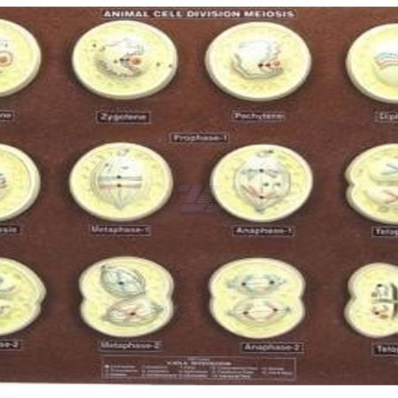 Modelo de meiosis