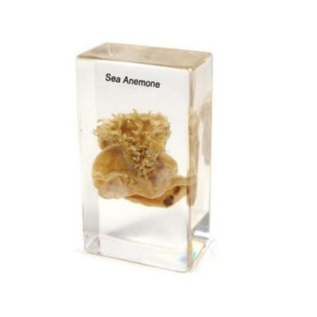 Anémona de mar
