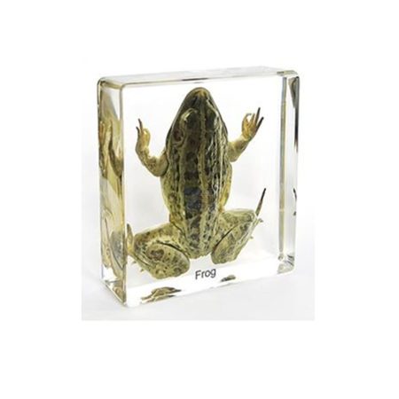 Anfibios: Rana