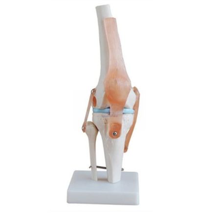Articulación de rodilla tamaño natural