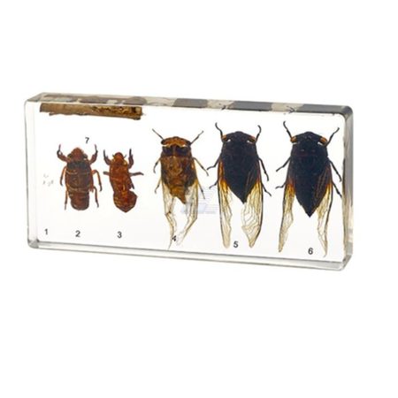Ciclo de vida de insecto Hemíptero