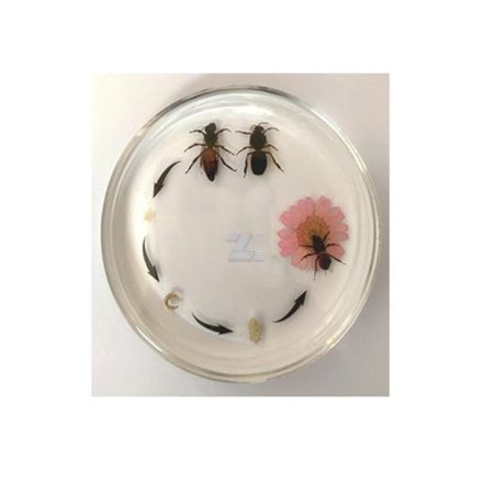 Ciclo de vida de la abeja