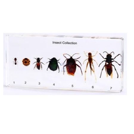 Colección de insectos
