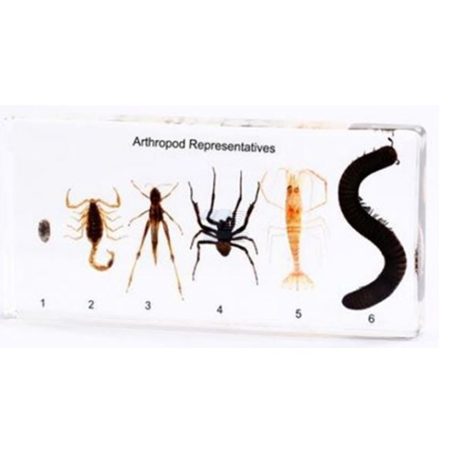 Ejemplares de Artrópodos