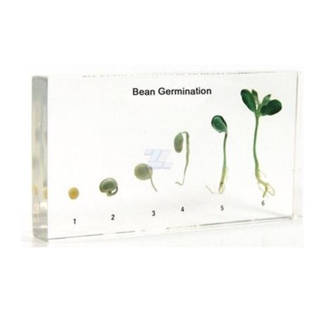 Germinación del frijol
