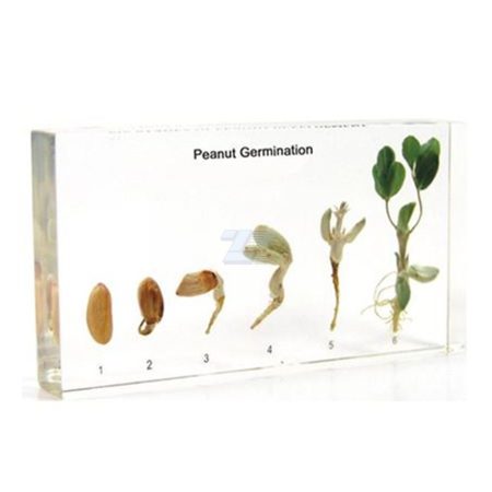 Germinación del maní
