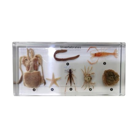 Invertebrados