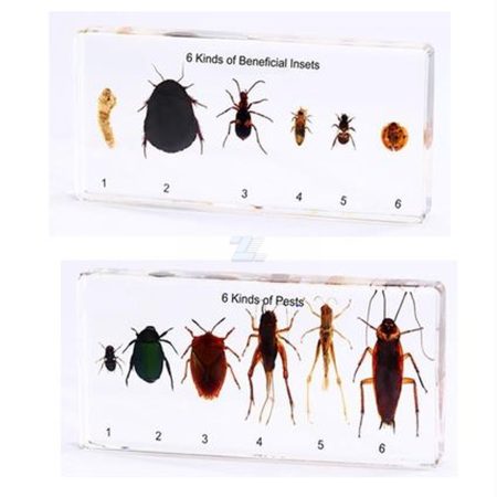 KIT compuesto por 6 clases de insectos beneficiosos y 6 clases de insectos dañinos (plagas)