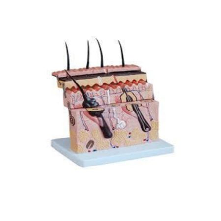 Modelo de piel desmontable en 4 partes