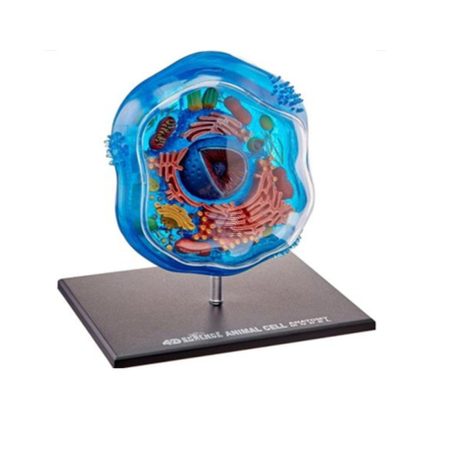 Modelo anatomía celula vegetal