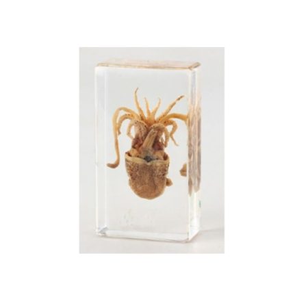 Moluscos Cefalópodos: Sepia (Cuttlefish)