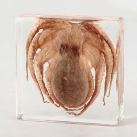 Moluscos: Pulpo