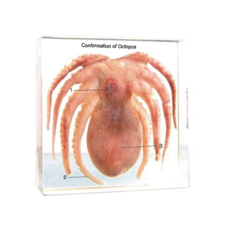 Moluscos: morfología externa Pulpo