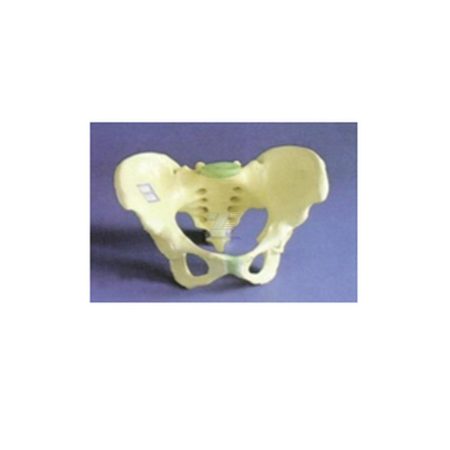 Pelvis osea masculina