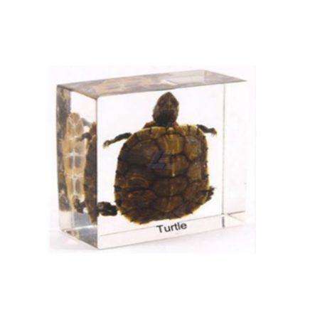 Reptiles: Tortuga