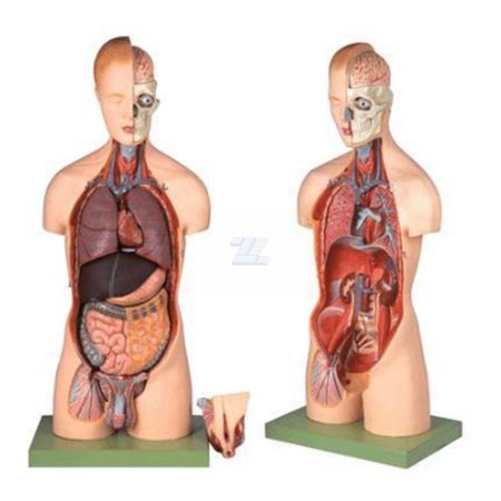 Torso bisexuado