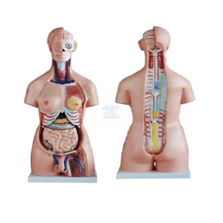 Torso bisexuado desmontable en 40 partes