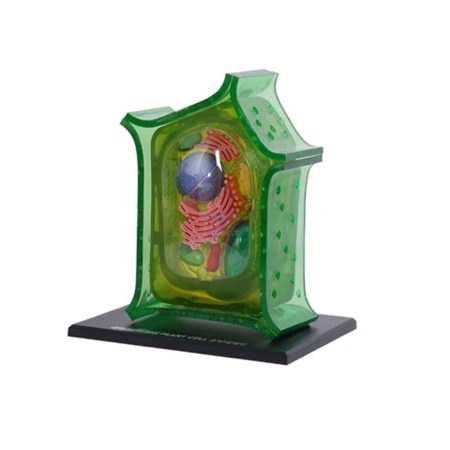 Modelo 4D célula vegetal