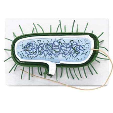 Modelo bacteriano 10000X ampliado célula de bacteria procariota