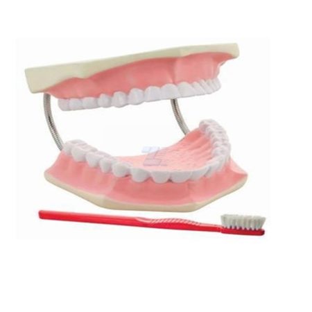 Modelo de cuidado dental aumentado 3 veces su tamaño