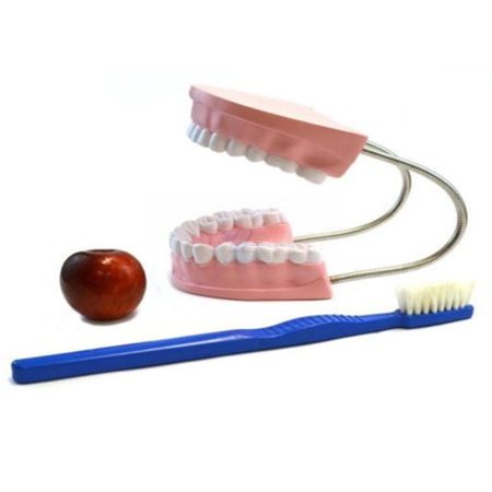 Modelo de cuidado dental aumentado 4 veces su tamaño