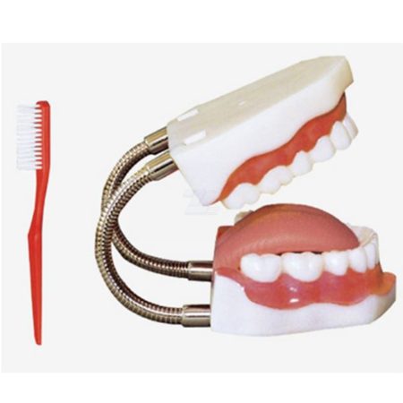 Modelo de cuidado dental con lengua retráctil