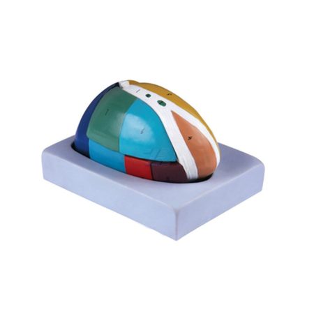 Modelo de talamo ampliado