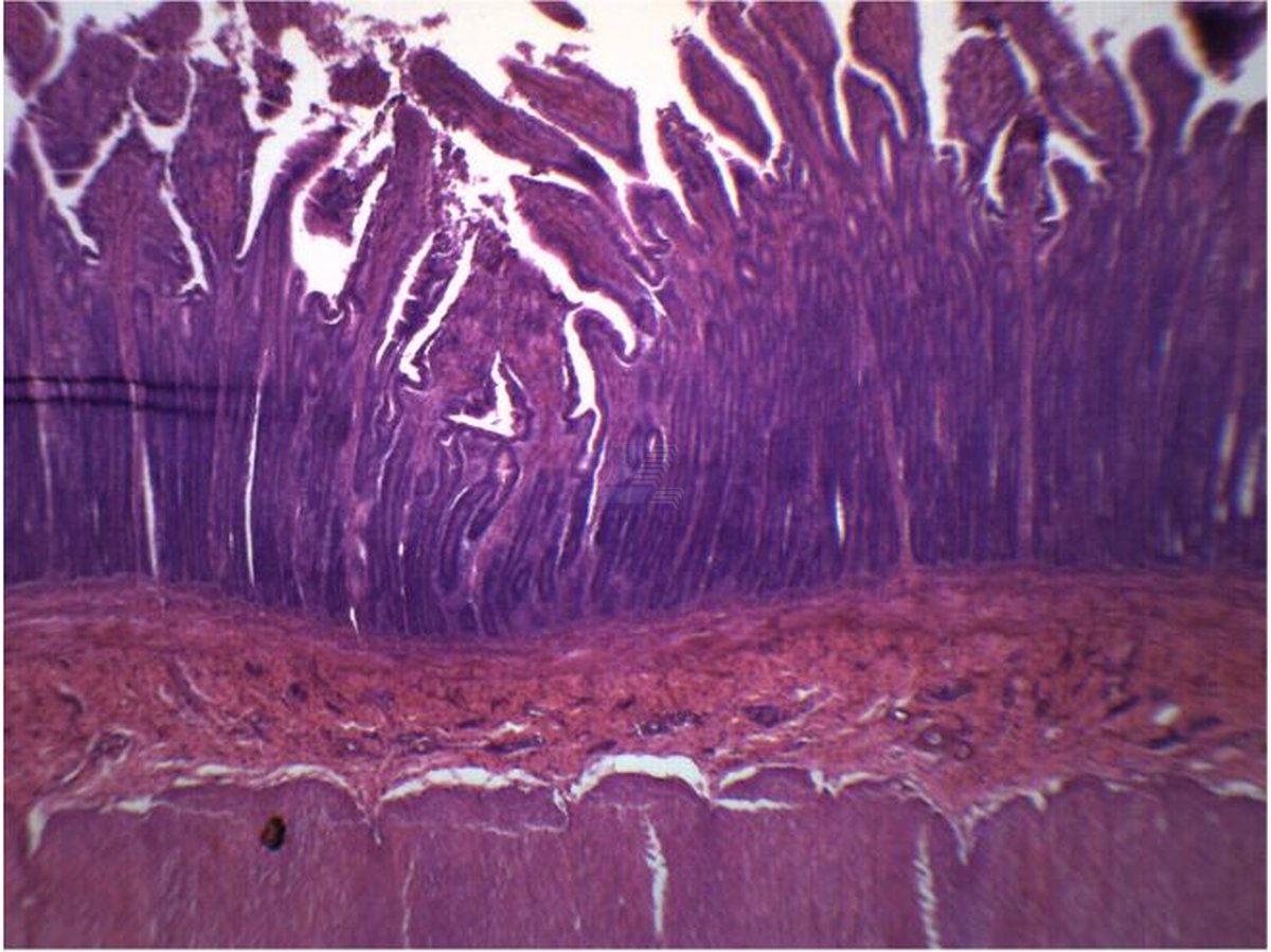 SET 50 preparados histología - Imagen 2